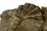 Jurassic Oyster (Lopha) Fossil Cluster - Germany #301621-3